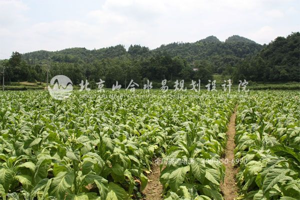 銅山區(qū)休閑觀光農業(yè)發(fā)展態(tài)勢良好