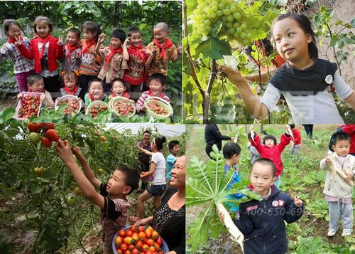 孩子們在農(nóng)樂園開心的采摘