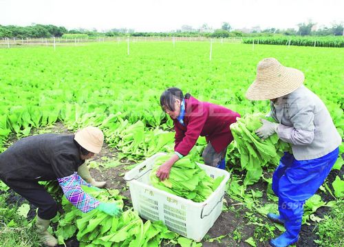 農(nóng)民對(duì)自己經(jīng)營(yíng)的農(nóng)牧果場(chǎng)進(jìn)行改造