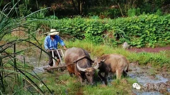 差異化規(guī)劃讓鄉(xiāng)村旅游項(xiàng)目脫穎而出!