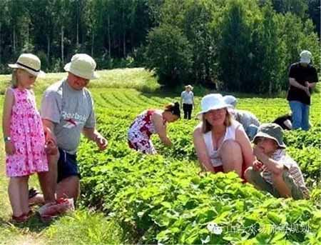 在休閑農(nóng)業(yè)項目中如何植入蔬菜文化