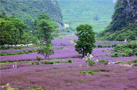 全國農(nóng)村創(chuàng)業(yè)創(chuàng)新園區(qū)(基地)