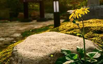 旅游小鎮(zhèn)拈花灣美的就像“拈花一笑”