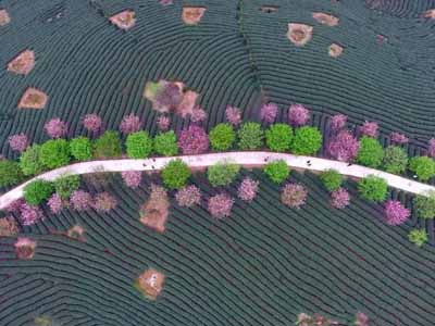 永福櫻花園