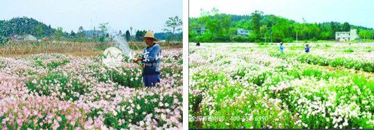 四川綿陽?國際香草莊園