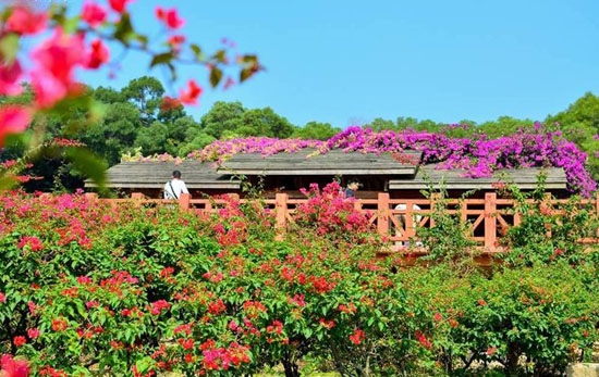 江西吉安三角梅主題公園